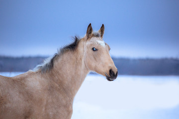Fototapeta na wymiar Portrait of palomino horse on winter background