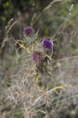 Carduus marianus flower