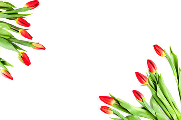 Fototapeta na wymiar Tulips in corners of the frame on a white background