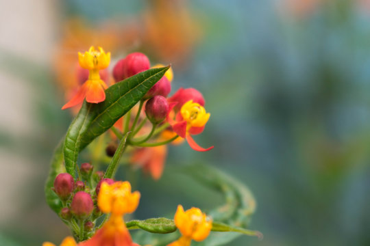 Flores de Algodoncillo 2