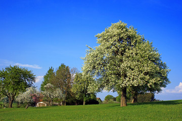 Fototapeta na wymiar Frühlingslandschaft mit blühenden Bäumen