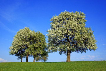 Frühlingslandschaft mit blühenden Bäumen