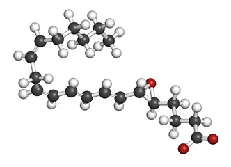 leukotriene A4 (LTA4) molecule. 3D rendering. Atoms are represented as spheres with conventional color coding: hydrogen (white), carbon (grey), oxygen (red).
