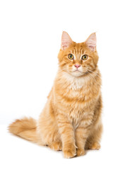 Maine Coon Kater