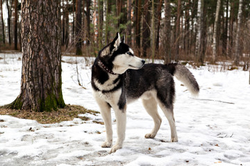 Fototapeta premium Dog breed Siberian Husky is on the snow in the forest