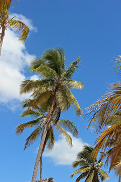 Palme in der Karibik
