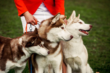Four dogs close-up. Siberian Husky.