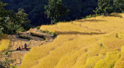 The harvest in the Himalayas - Nepal