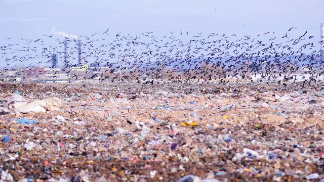 A flock of birds takes off a city dump, landill. Industrial plant on a background. 4K.