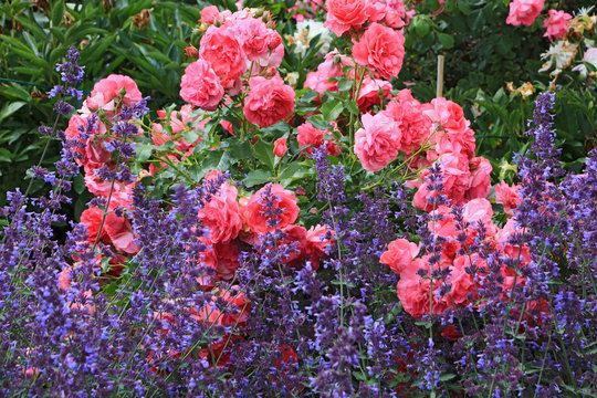 Rosen zwischen Salbei im Bauerngarten