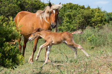 Obraz na płótnie Canvas Mom and new born foal