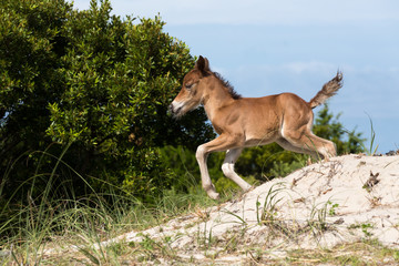 Obraz na płótnie Canvas New born foal runnung