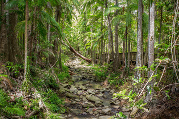 Rain forest