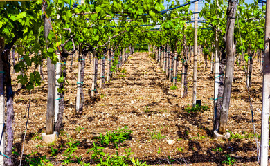 View through rows of grapevine with ripe bunches of red wine on the plants, perspective