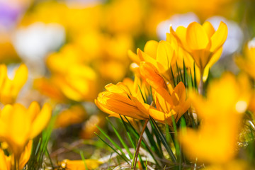 Crocuses in meadow