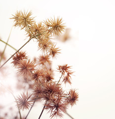 Sedge flower,soft pastel color toned.