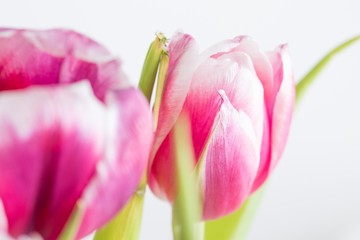 Beautiful two colored tulips close up on white background