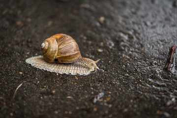 snail