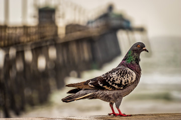 Pier Bird