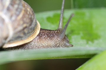 caracol © roselosfoto
