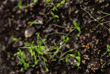 Young spring sprout