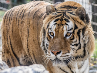 Fototapeta na wymiar Close up portrait of Siberian tiger, big cat Tigre della Siberia