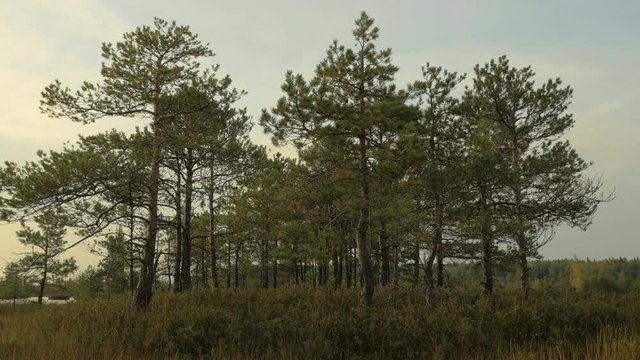 Pines in the forest. Autumn daytime. Smooth dolly shot
