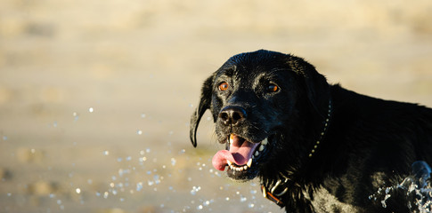 Black Labrador Retriever portrait in splashing water