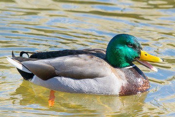 Male Mallard Duck 1