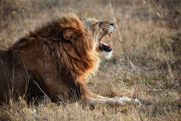 Beautiful Lion in savanna. lion's roar