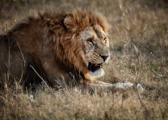 Beautiful Lion. Caesar in the savanna. scorched grass