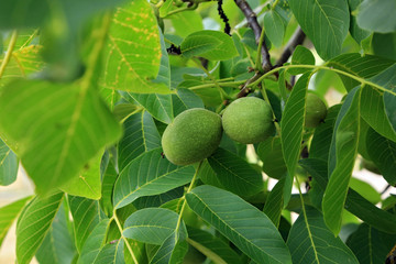 Unreife Walnussfrüchte am Baum