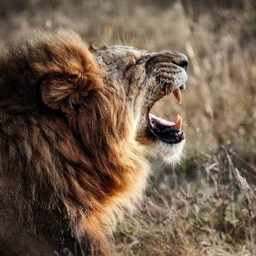 Beautiful Lion in savanna. lion's roar