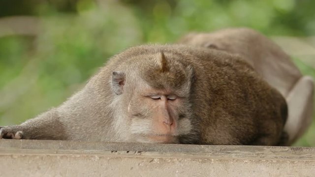 Monkey sleeps. Close up photo of monkey's face. Monkey forest in Ubud Bali Indonesia.