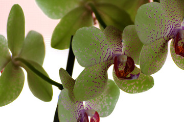 Obraz premium Orchids. Flowers grown in a flowerpot at home.