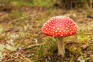 Bright red Fly agaric poisonous mushroom in a grass, closeup
