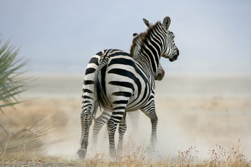 Zebras in Tansania