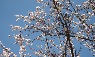 blooming apple tree