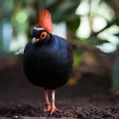 Tropischer Vogel im natürlichen Lebensraum