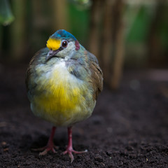 Tropischer Vogel im natürlichen Lebensraum
