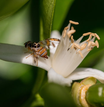 Fruit fly on citrus