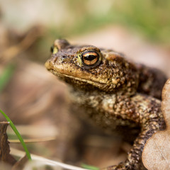 Krötenwanderung. Braune Kröte in Nahaufnahme.