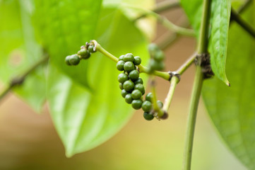Pepper plant