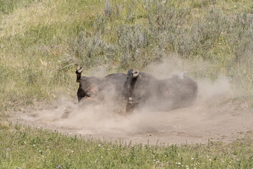 Obraz na płótnie Canvas Bison Rolling in the Dust