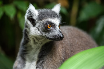 Naklejka na ściany i meble Closeup photo of lemur