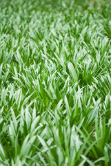 Fototapeta na wymiar Shiny grass blades