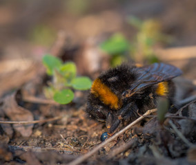 Hummel Königin im Frühjahr