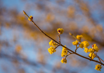 Frühlingserwachen der Natur