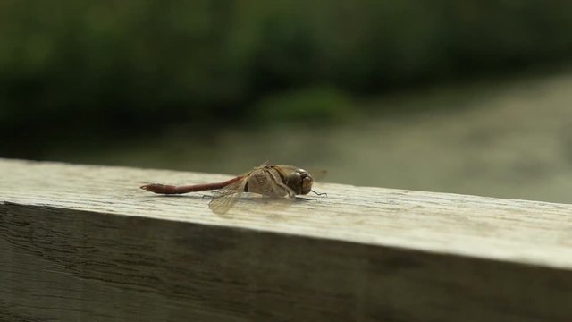 Dragonfly on the Bridge - slowmotion
