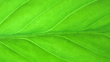 Green leaf macro isolated, floral texture, background 